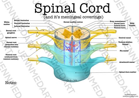 Correctly label the following anatomical features of the spinal cord - The spinal cord is essentially a segmental structure, so it consists of 31 segments, you've got 8 cervical, 12 thoracic, 5 lumbar, 5 sacral, and 1 coccygeal segment. And these segments give rise to spinal nerves, so you can see the spinal nerves coming off either side of the spinal cord, and the spinal nerves are paired, so you've got spinal ...